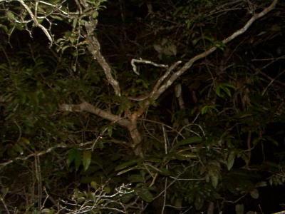 There is a bush master snake in the right fork of this tree There is a bush master snake in the right fork of this tree